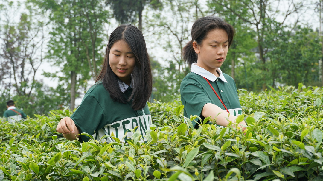 重庆茶园八中高中部图片